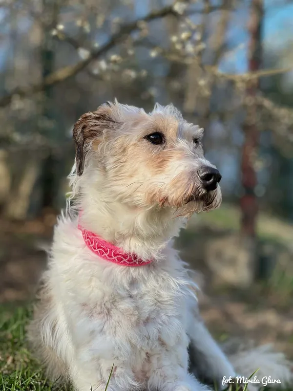 Pies do adopcji, Bydgoszcz, 10 kwietnia 2026 (3/5)