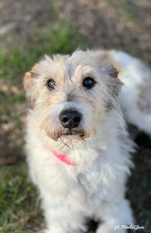 Pies do adopcji, Bydgoszcz, 10 kwietnia 2026 (4/5)