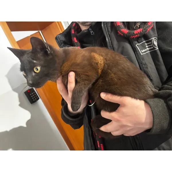 Znaleziono kota, Białystok, 11 kwietnia 2026