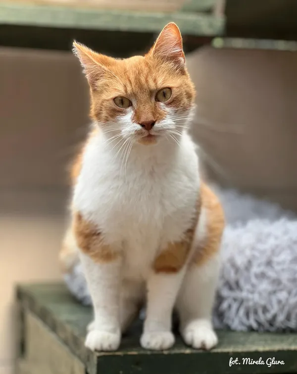 Kot do adopcji, Bydgoszcz, 10 kwietnia 2026 (2/3)