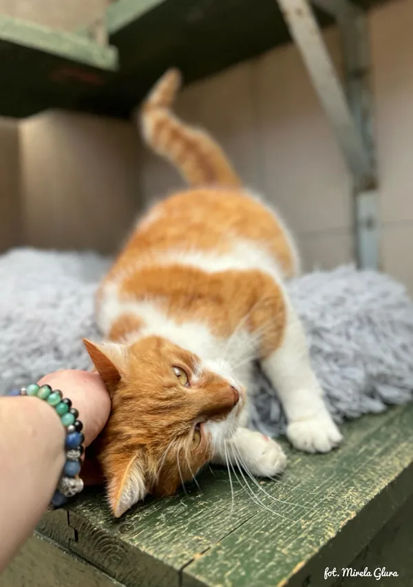 Kot do adopcji, Bydgoszcz, 10 kwietnia 2026 (3/3)