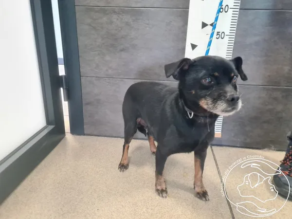 Znaleziono psa, Chełmek, 10 kwietnia 2026