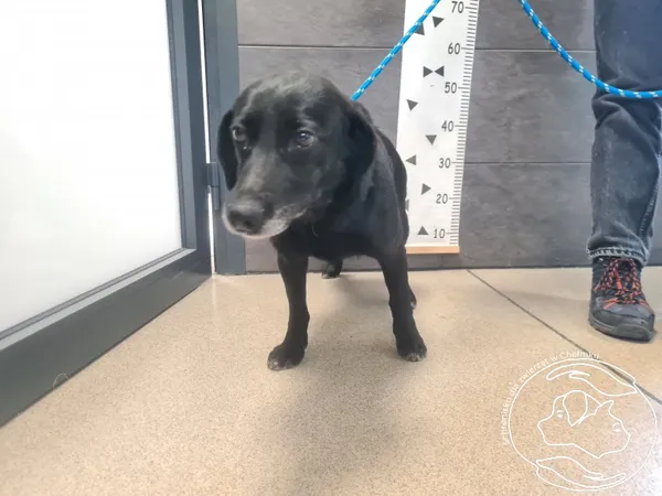 Znaleziono psa, Chełmek, 10 kwietnia 2026