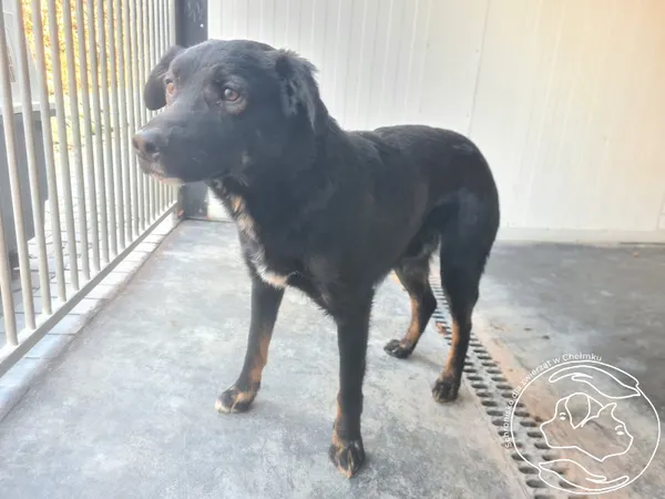 Znaleziono psa, Chełmek, 10 kwietnia 2026