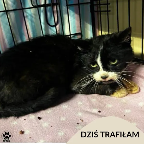 Znaleziono kota, Gdynia, 1 kwietnia 2026