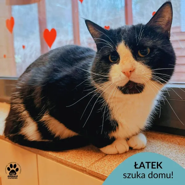 Kot do adopcji, Gdynia, 11 kwietnia 2026 (1/3)