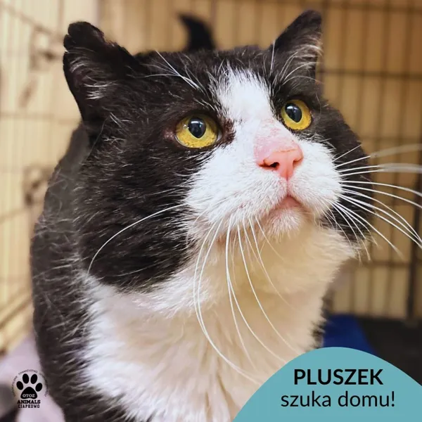 Kot do adopcji, Gdynia, 11 kwietnia 2026 (1/5)