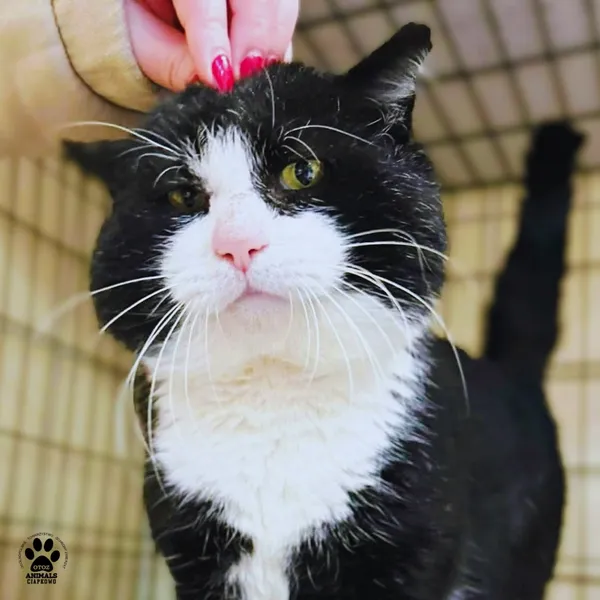 Kot do adopcji, Gdynia, 11 kwietnia 2026 (3/5)