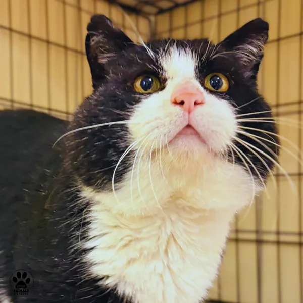 Kot do adopcji, Gdynia, 11 kwietnia 2026 (4/5)