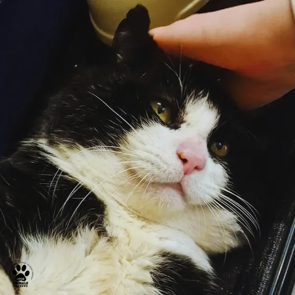 Kot do adopcji, Gdynia, 11 kwietnia 2026 (5/5)