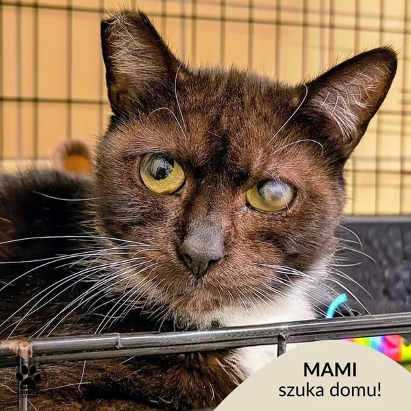 Kot do adopcji, Gdynia, 11 kwietnia 2026 (1/4)