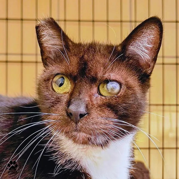 Kot do adopcji, Gdynia, 11 kwietnia 2026 (3/4)