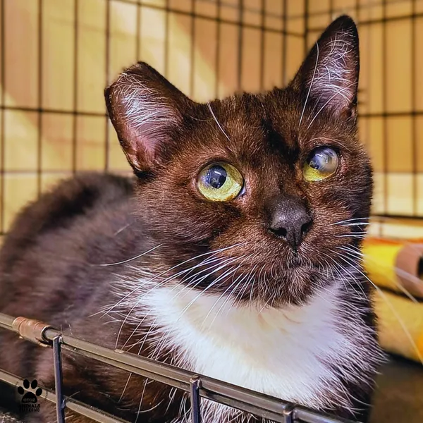 Kot do adopcji, Gdynia, 11 kwietnia 2026 (4/4)