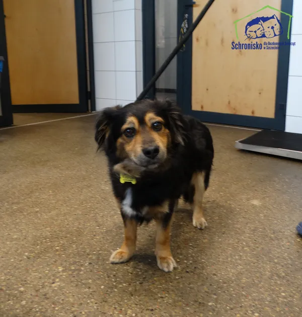 Znaleziono psa, Szczecin, 11 kwietnia 2026