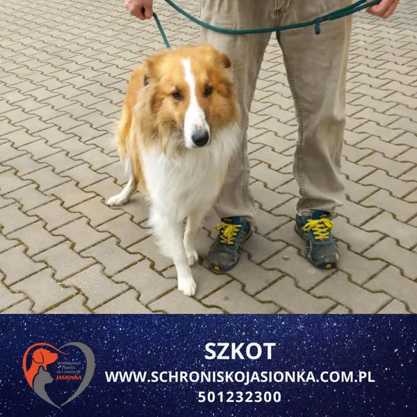 Znaleziono psa, Ciosny, 11 kwietnia 2026