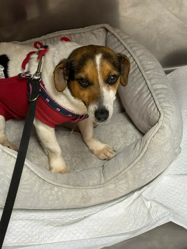 Pies do adopcji, Zgierz, 11 kwietnia 2026 (3/3)