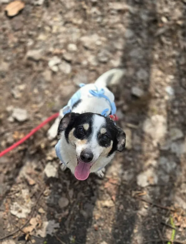 Pies do adopcji, Zgierz, 11 kwietnia 2026 (3/5)