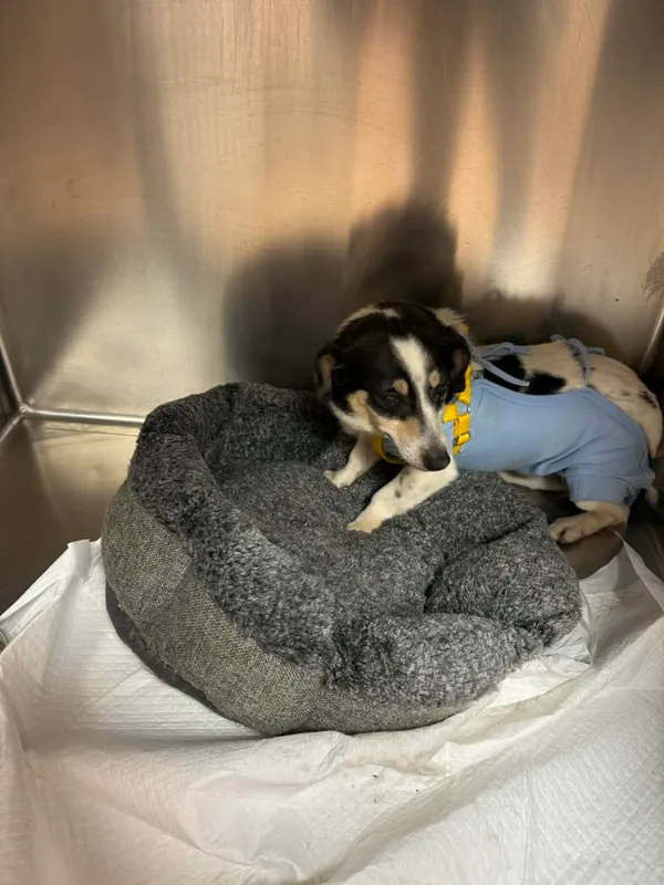 Pies do adopcji, Zgierz, 11 kwietnia 2026 (5/5)