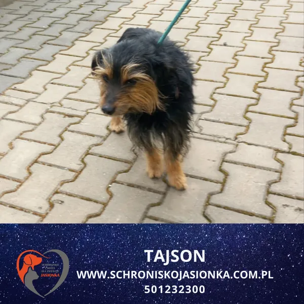 Znaleziono psa, Ciosny, 11 kwietnia 2026