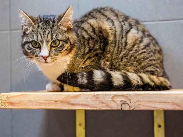 Kot do adopcji, Sopot, 11 kwietnia 2026 (1/4)