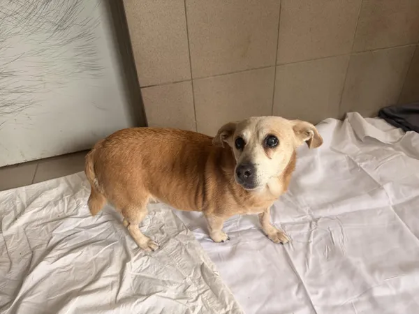 Pies do adopcji, Kraków, 28 marca 2026