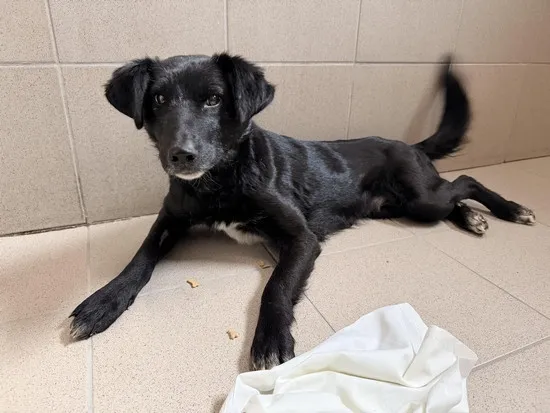 Pies do adopcji, Kraków, 28 marca 2026