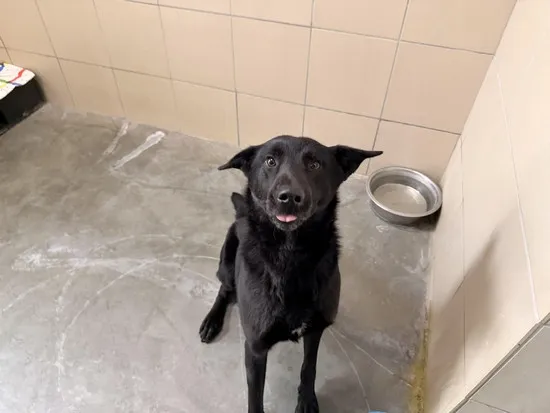 Pies do adopcji, Kraków, 28 marca 2026