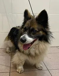 Znaleziono psa, Siedlce, 9 kwietnia 2026