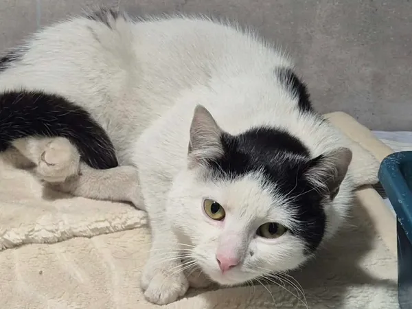 Znaleziono kota, Sosnowiec, 7 kwietnia 2026