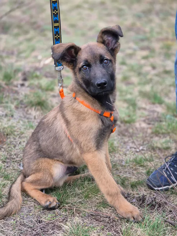 Oddam psa, Jaktorów, 12 kwietnia 2026 (2/4)