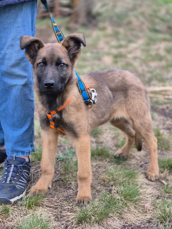 Oddam psa, Jaktorów, 12 kwietnia 2026 (3/4)