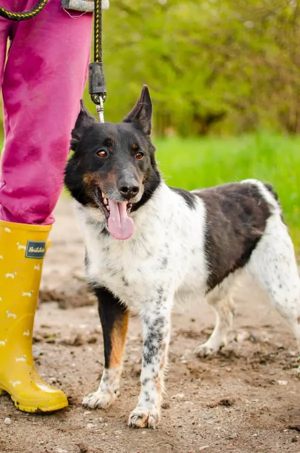 Oddam psa, Olsztyn, Kormoran, 12 kwietnia 2026 (3/4)