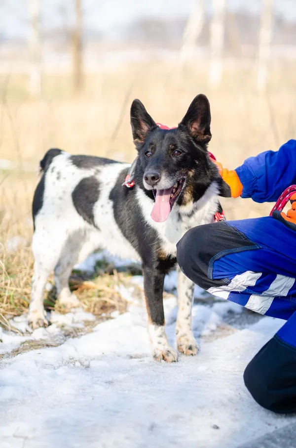 Oddam psa, Olsztyn, Kormoran, 12 kwietnia 2026 (4/4)