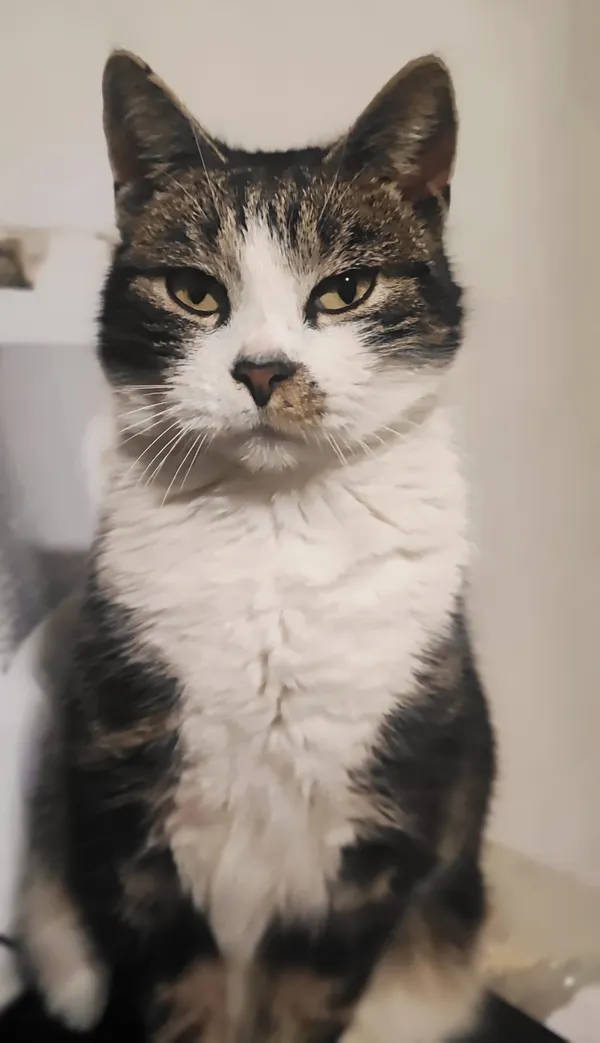 Zaginął kot, Karczyce, 12 kwietnia 2026 (1/4)