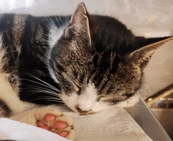 Zaginął kot, Karczyce, 12 kwietnia 2026 (2/4)