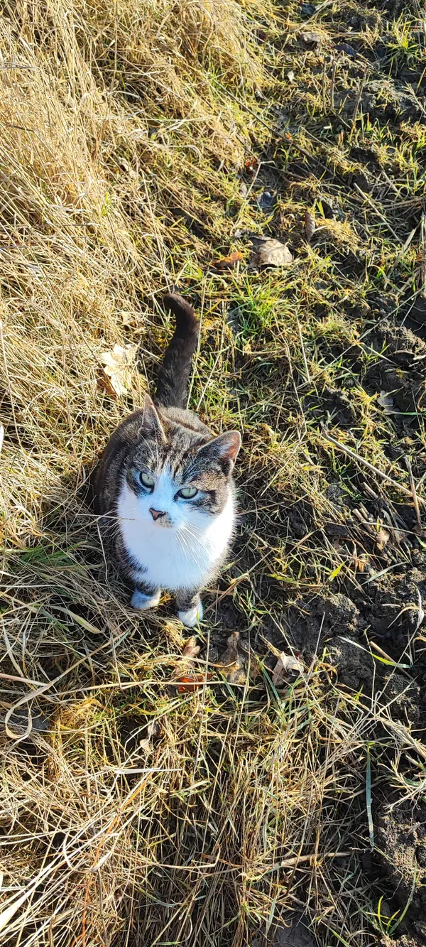 Zaginął kot, Karczyce, 12 kwietnia 2026 (3/4)