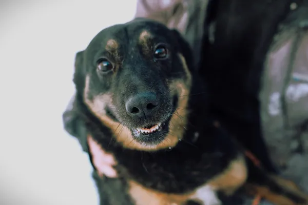 Oddam psa, Gdańsk, Aniołki, 12 kwietnia 2026 (1/4)