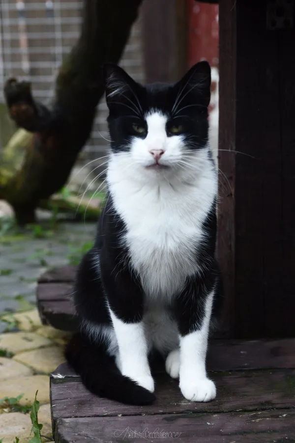 Oddam kota, Mątki, 12 kwietnia 2026 (4/4)