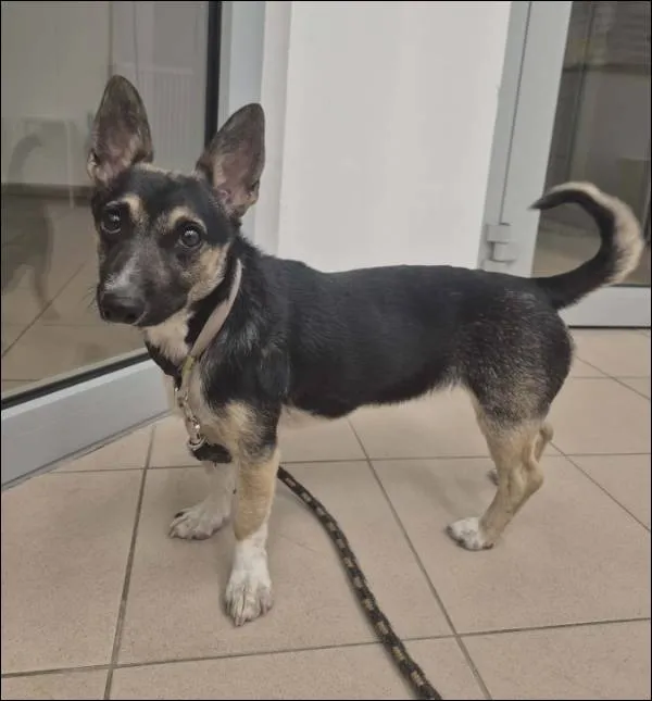 Znaleziono psa, Grudziądz, 12 kwietnia 2026