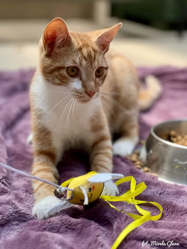 Kot do adopcji, Bydgoszcz, 12 kwietnia 2026 (3/3)