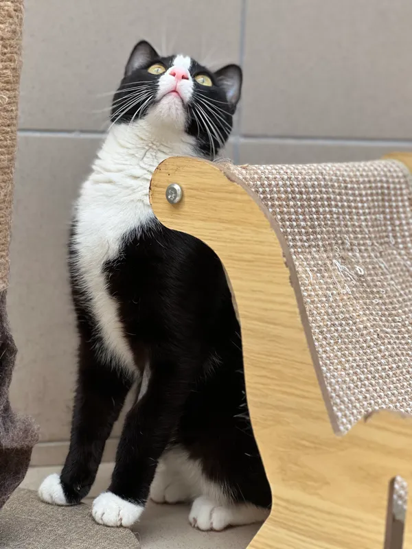 Kot do adopcji, Bydgoszcz, 12 kwietnia 2026 (1/3)