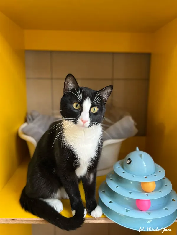 Kot do adopcji, Bydgoszcz, 12 kwietnia 2026 (3/3)