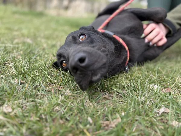 Pies do adopcji, Bełchatów, 20 marca 2026 (1/5)