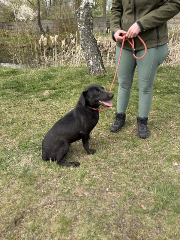 Pies do adopcji, Bełchatów, 20 marca 2026 (2/5)