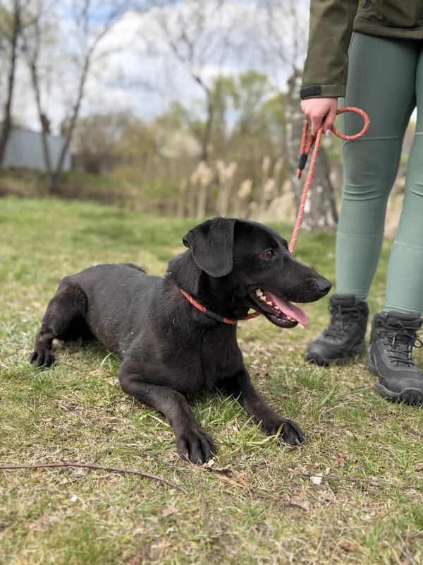 Pies do adopcji, Bełchatów, 20 marca 2026 (3/5)