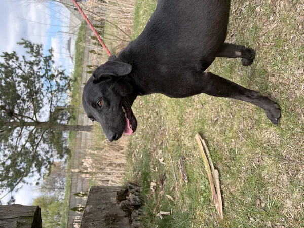 Pies do adopcji, Bełchatów, 20 marca 2026 (4/5)