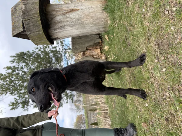 Pies do adopcji, Bełchatów, 20 marca 2026 (5/5)