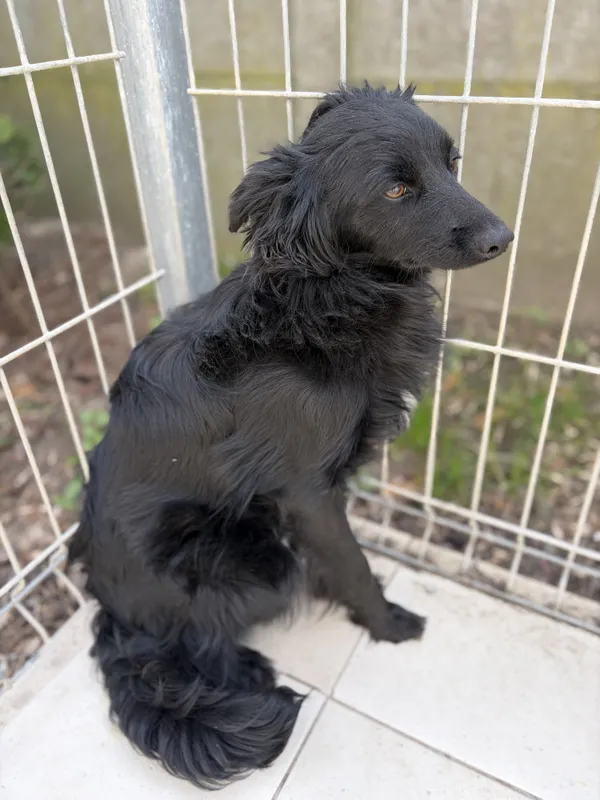 Pies do adopcji, Bełchatów, 29 października 2025 (1/5)