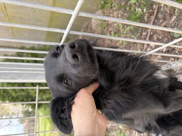 Pies do adopcji, Bełchatów, 29 października 2025 (2/5)