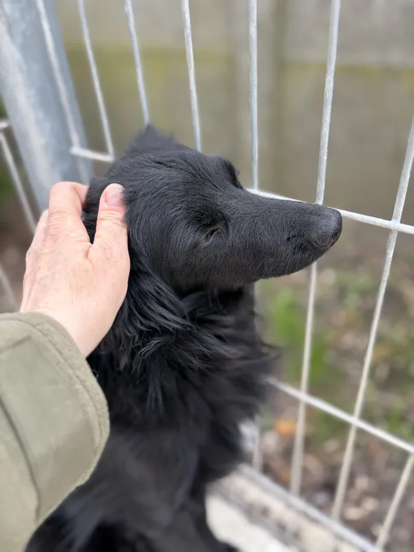 Pies do adopcji, Bełchatów, 29 października 2025 (3/5)